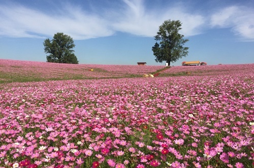 anseong-cosmos-shepherd-festival-2018